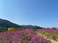 -径山花海