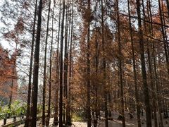 -桤木河湿地公园