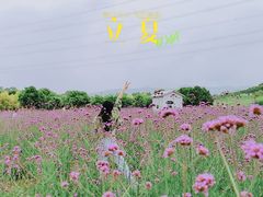 -紫颐香薰山谷景区