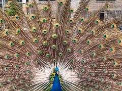 -大连天门山国家森林公园