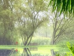 -上海共青森林公园