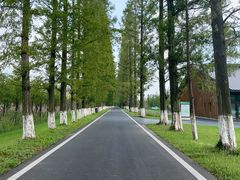 -黄海国家森林公园