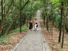 -大屏嶂森林公园