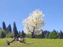 -新疆那拉提国家旅游度假区
