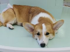 -怪兽屋·羊驼·猫咖·狗咖(俊华广场店)