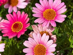 -唐咖精品咖啡(大理古城手冲店)