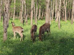 -上海共青森林公园