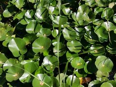 -滨河世纪广场公园