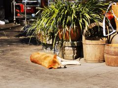 -青城甲(青城山店)