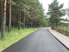 -红花尔基樟子松国家森林公园