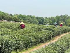 -中国茶叶博物馆(双峰馆区)