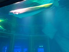 -上海海昌海洋公园-冰山北极馆