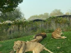 -北京野生动物园