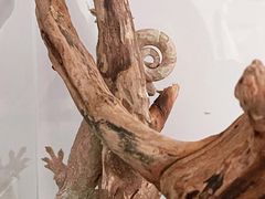 -酷以爬仙阁实体爬宠店·守宫·蜥蜴·专业繁育