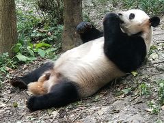 成年大熊猫-成都大熊猫繁育研究基地