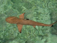 -中央格兰德岛温泉度假酒店 - 全包