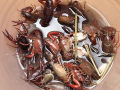 -同銮特种养殖场·龙虾垂钓