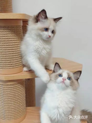 超可爱的布偶猫“小萝莉”