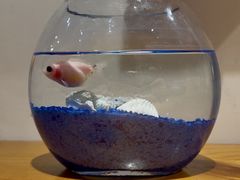 -参差咖啡(水果湖公园店)