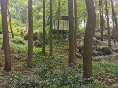 -中国茶叶博物馆(双峰馆区)