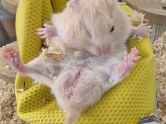 -怪兽屋·羊驼·猫咖·狗咖(俊华广场店)