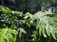 -泰国村酒楼(良木园酒店)