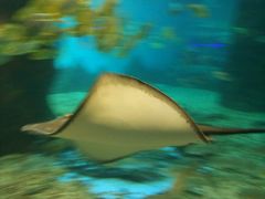 -北戴河圣蓝海洋公园