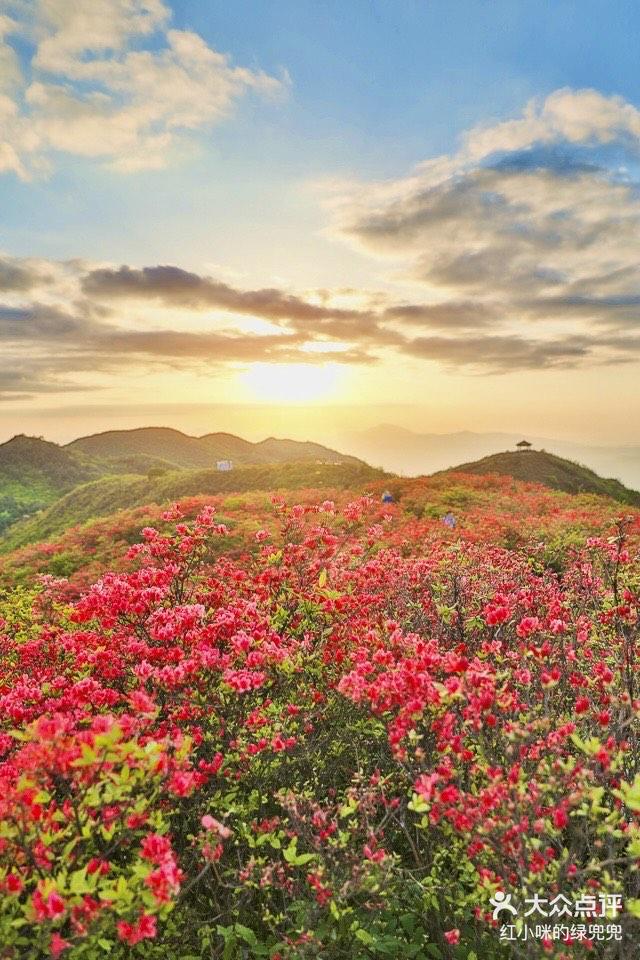 赏花人士必打卡大围山杜鹃花海真的太美了