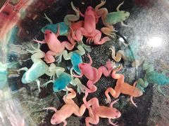 -青石桥花鸟鱼虫市场(叠翠城店)