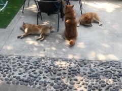 -柴犬高等学院·狗咖·柴犬售卖·宠物训练