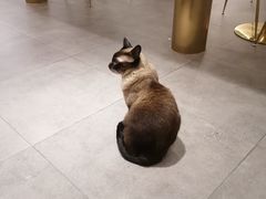 -飞行喵MR PILOT|猫舍·猫咖(静安大融城店)