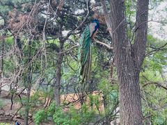 -燕塞湖鸟语林景区