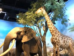 -陕西自然博物馆