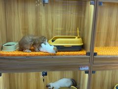 -欣宠猫屋·矮脚拿破仑·蓝金金渐层