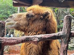 -长鹿旅游休博园