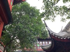 -东山雕花楼
