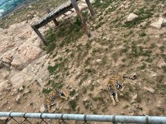 -西霞口神雕山野生动物世界