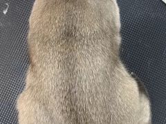 -momokira米努特·德文卷毛猫·棉花面纱犬