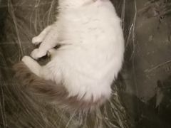 -猫色咖啡·猫咖
