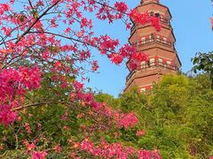 -顺峰山公园