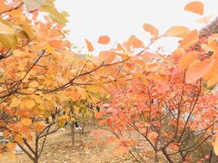 -白水寺森林公园