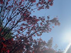 -广州市帽峰山景区