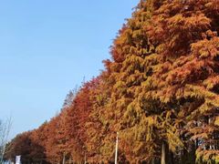 -上海长兴岛郊野公园