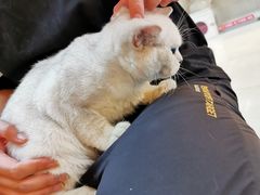 -lincat·猫舍(广州店)