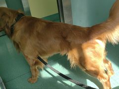 -东方动物医院·宠保定点·骨科·转诊中心(春城路·昆明站分院)