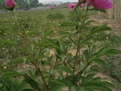 在四季中春是最美的。他是开始-月河湾马术俱乐部(朝阳店)