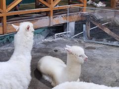 -上海大自然野生昆虫馆(东方明珠·爬宠昆虫探索中心)