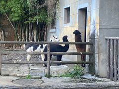 -昆明动物园