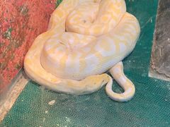 -上海大自然野生昆虫馆(东方明珠·爬宠昆虫探索中心)