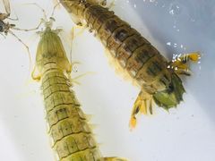 -拉威海鲜市场